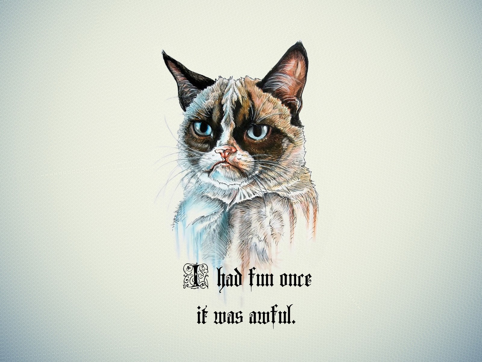 grumpy cat wallpaper,cat,whiskers,felidae,small to medium sized cats,snout