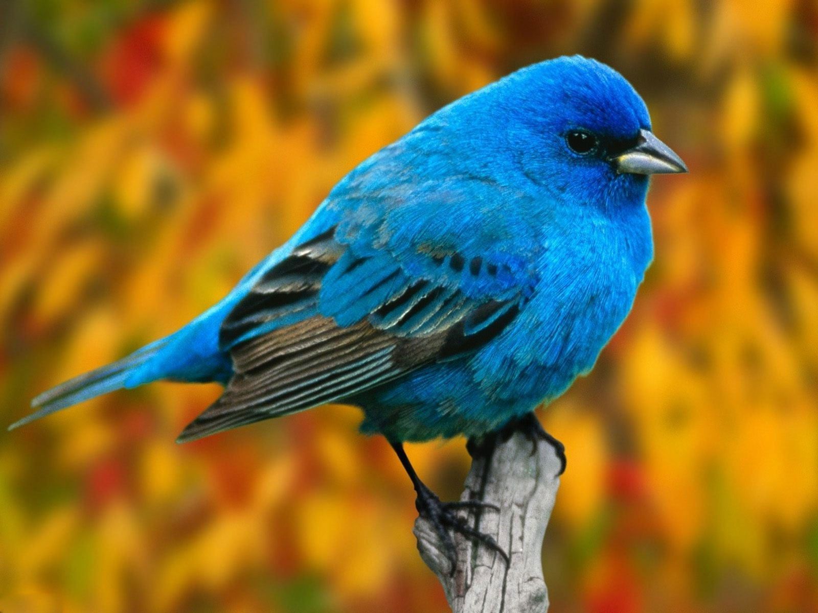 hd wallpaper for mobile 1920x1080 download,bird,vertebrate,beak,indigo bunting,bluebird