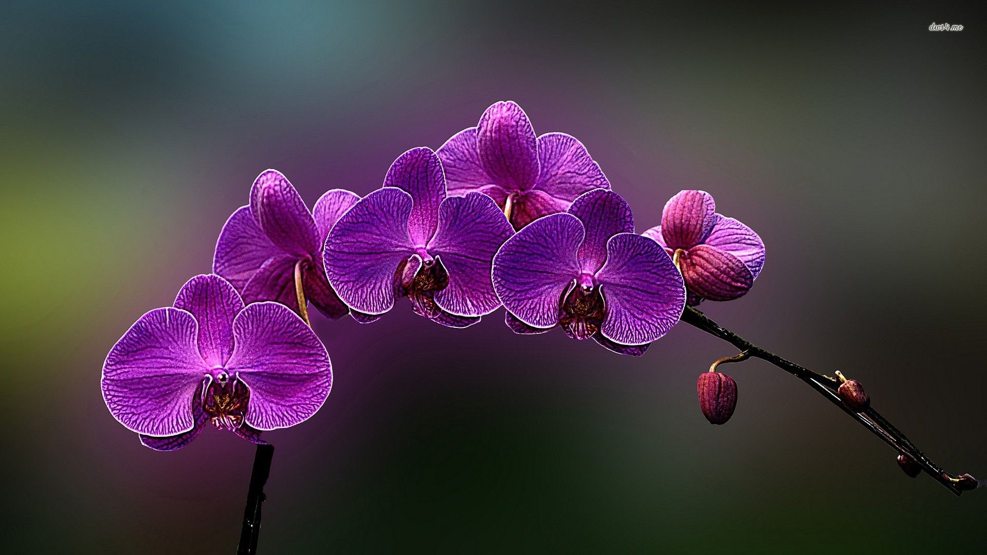 fondo de pantalla hd para móvil 1920x1080 descargar,flor,violeta,naturaleza,púrpura,planta