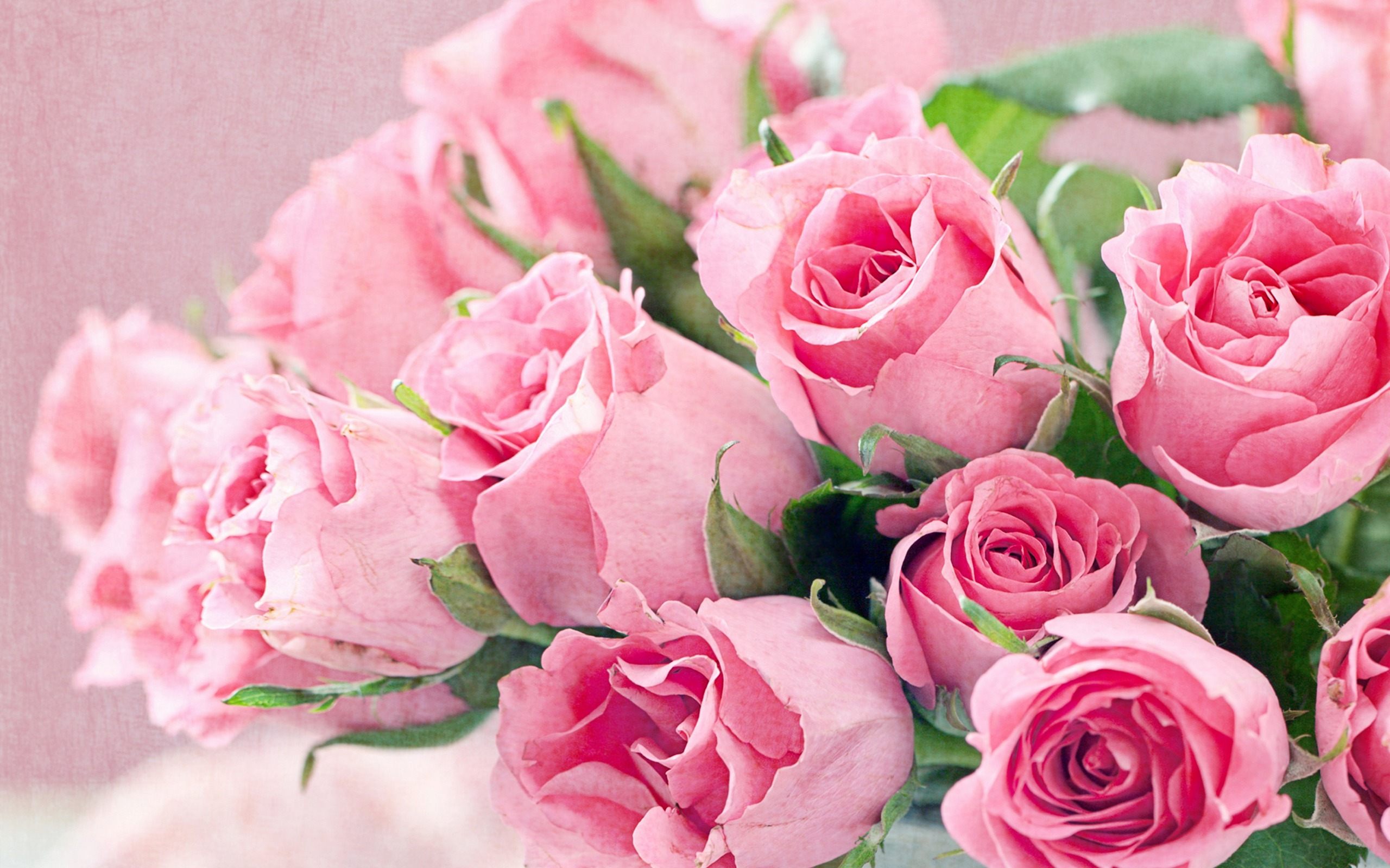 n2 fondo de pantalla,flor,rosas de jardín,planta floreciendo,rosado,rosa