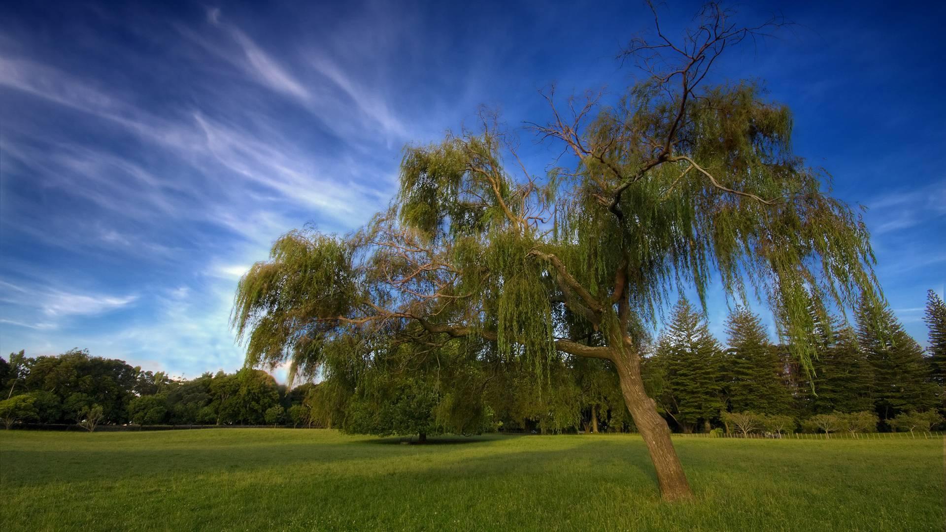 descarga gratuita de fondo de pantalla hd 1080p,árbol,paisaje natural,cielo,naturaleza,verde