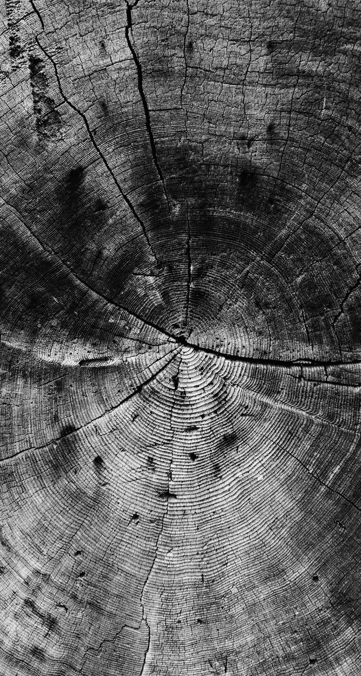 holz iphone wallpaper,blatt,schwarz und weiß,monochrome fotografie,baum,einfarbig