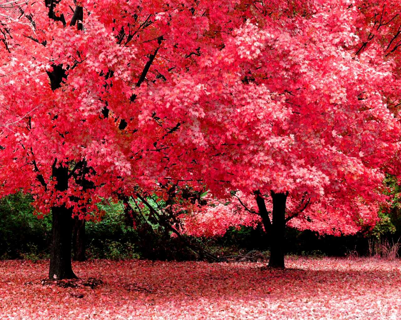 fondos de pantalla wallpapers,arbre,la nature,plante,rouge,paysage naturel