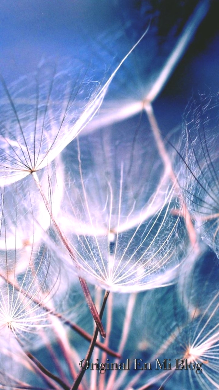 fondos de pantalla tapeten,blau,wasser,himmel,nahansicht,makrofotografie