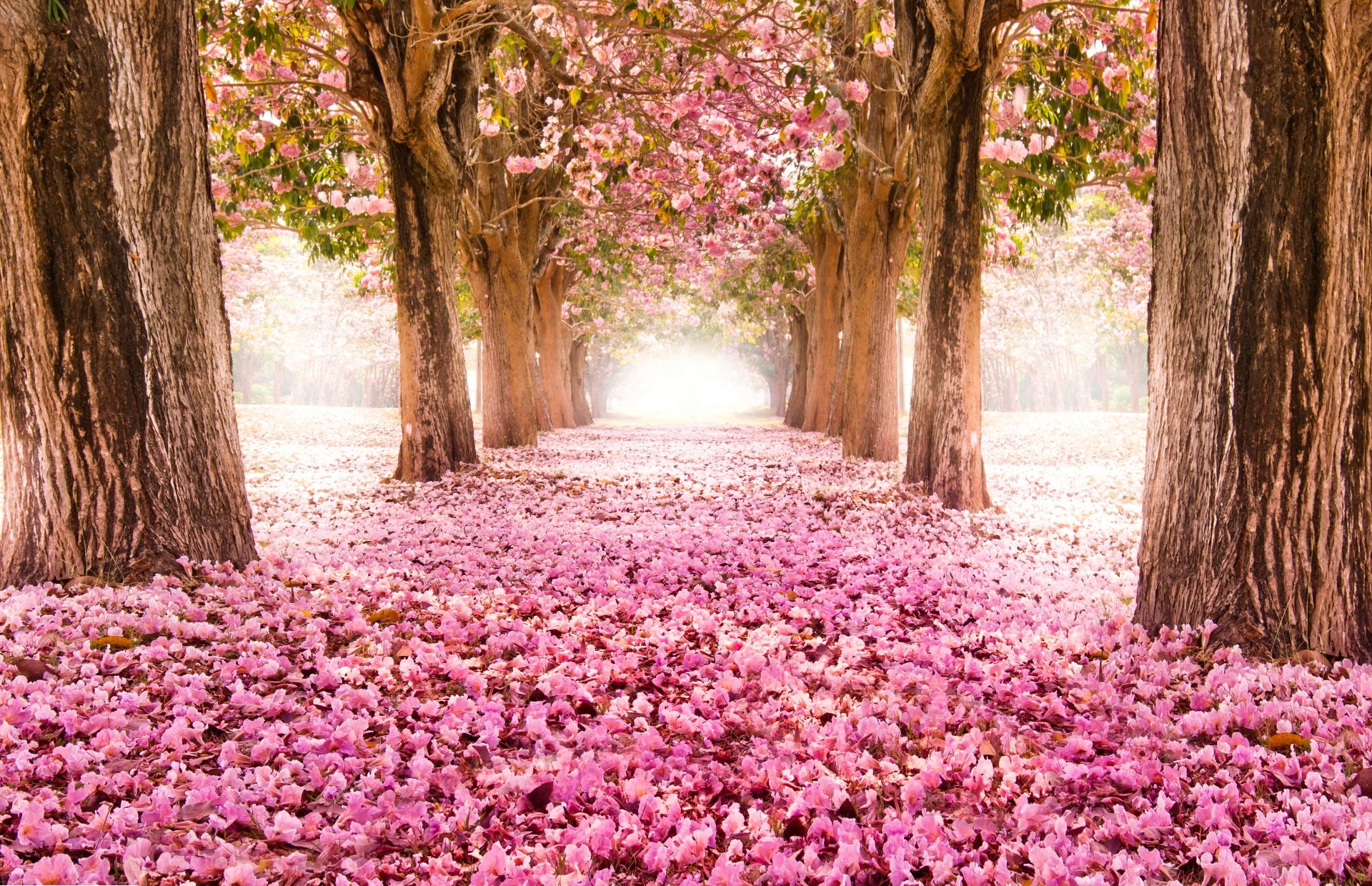 fondos de pantalla wallpapers,nature,natural landscape,tree,spring,pink