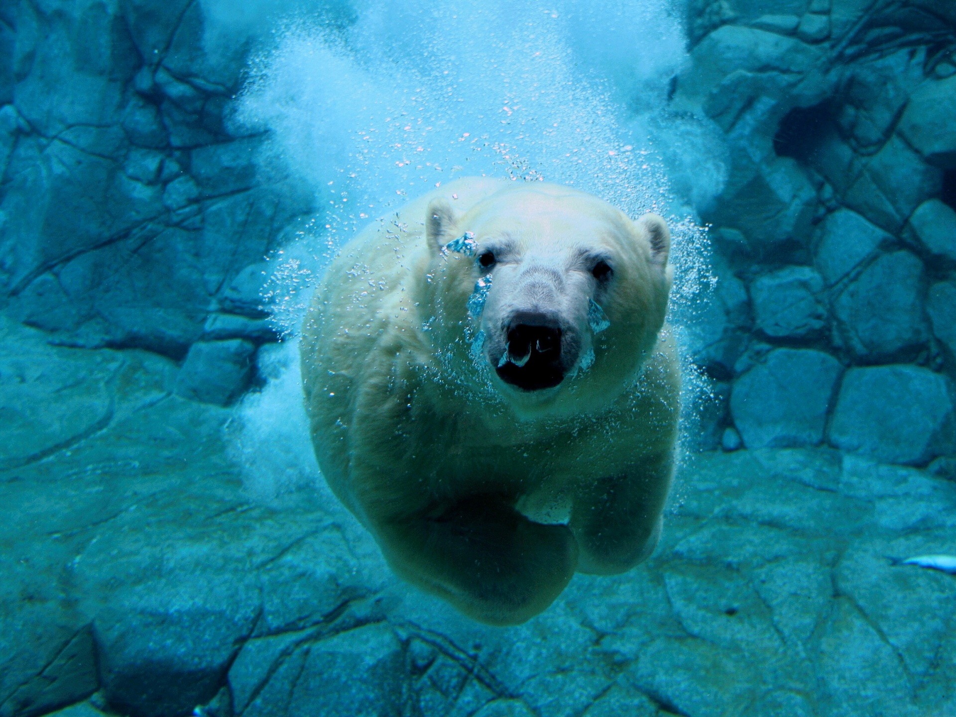 폰 도스 드 pantalla 배경 화면,북극곰,곰,북극곰,지상파 동물,북극해