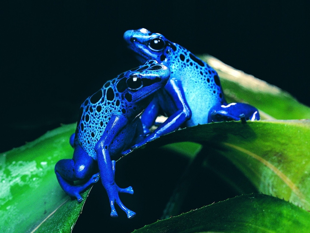 fondos de pantalla wallpapers,frog,amphibian,poison dart frog,water,adaptation