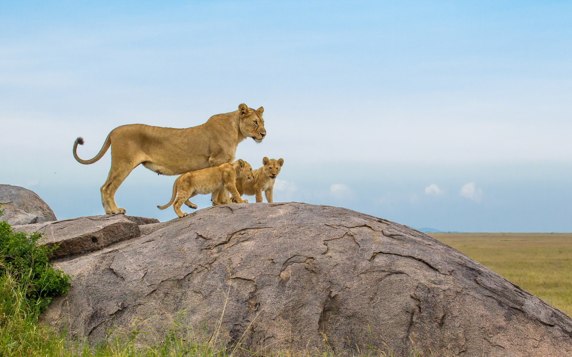 fondos de pantalla wallpapers,lion,faune,félidés,gros chats,safari