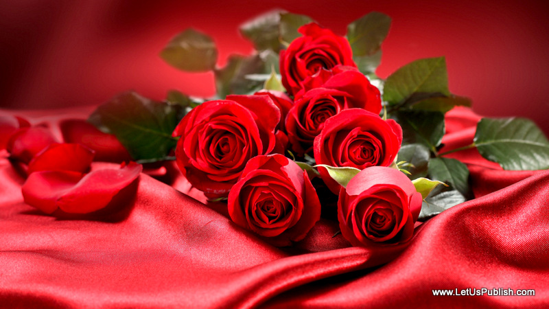 l'amour propose du papier peint,fleur,roses de jardin,rouge,rose,pétale