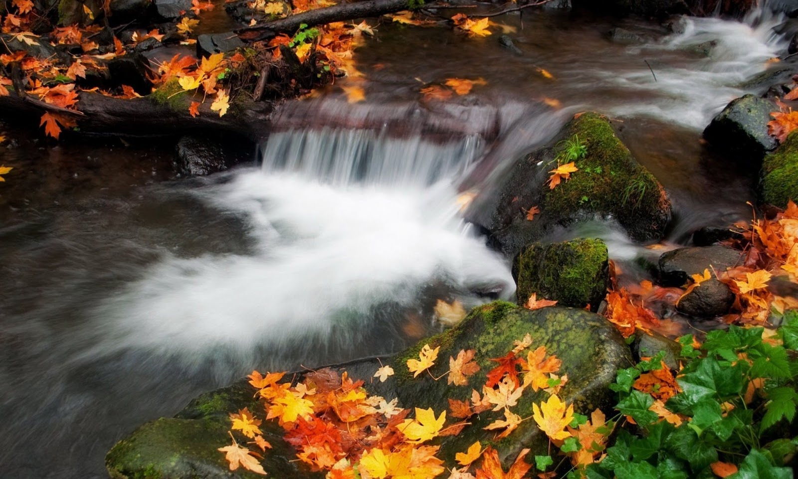 3d fond d'écran hd 1080p téléchargement gratuit,paysage naturel,plan d'eau,la nature,feuille,l'eau