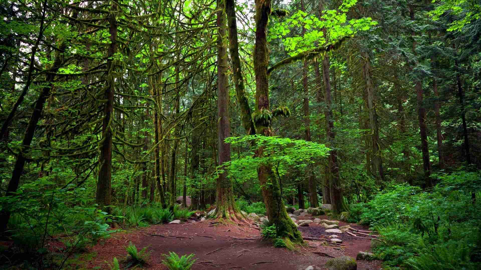 3d fond d'écran hd 1080p téléchargement gratuit,forêt,arbre,forêt ancienne,la nature,des bois