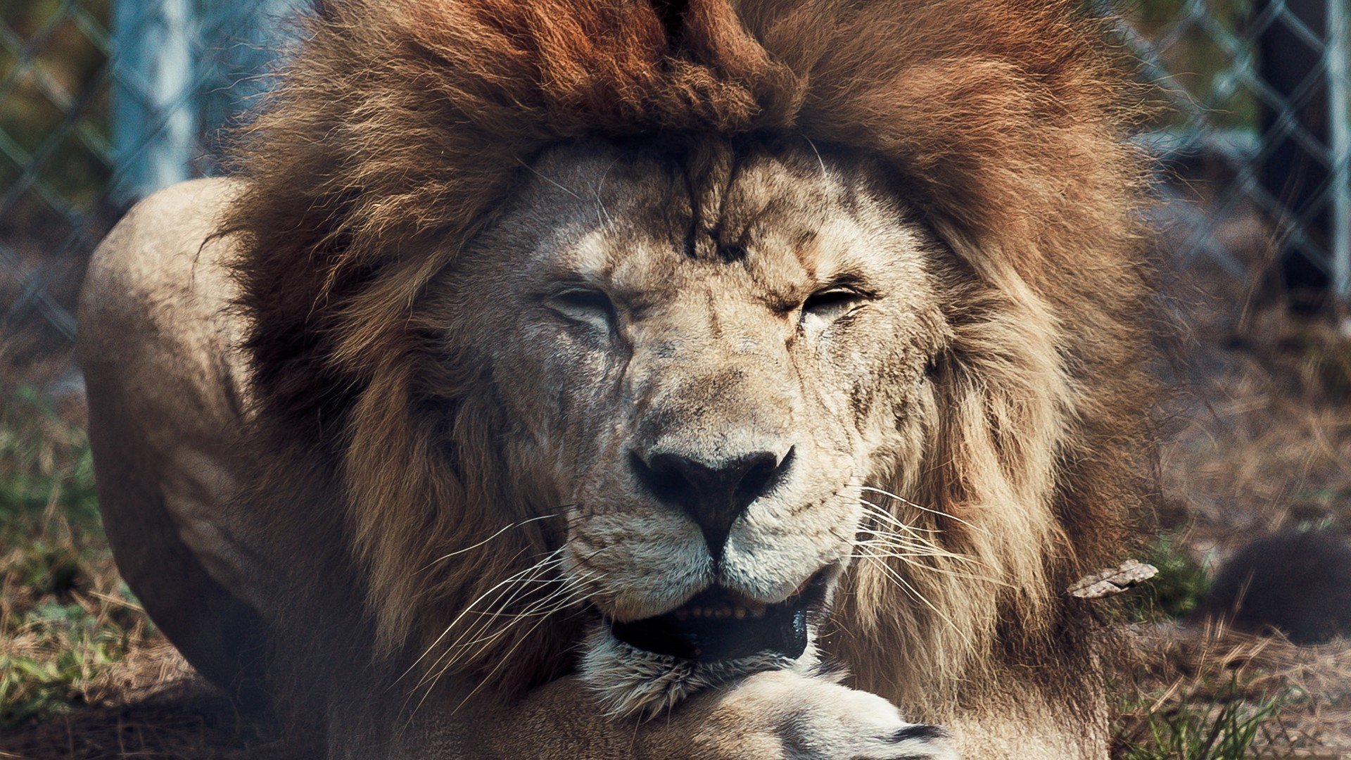 lo sfondo,leone,natura,capelli,animale terrestre,leone masai