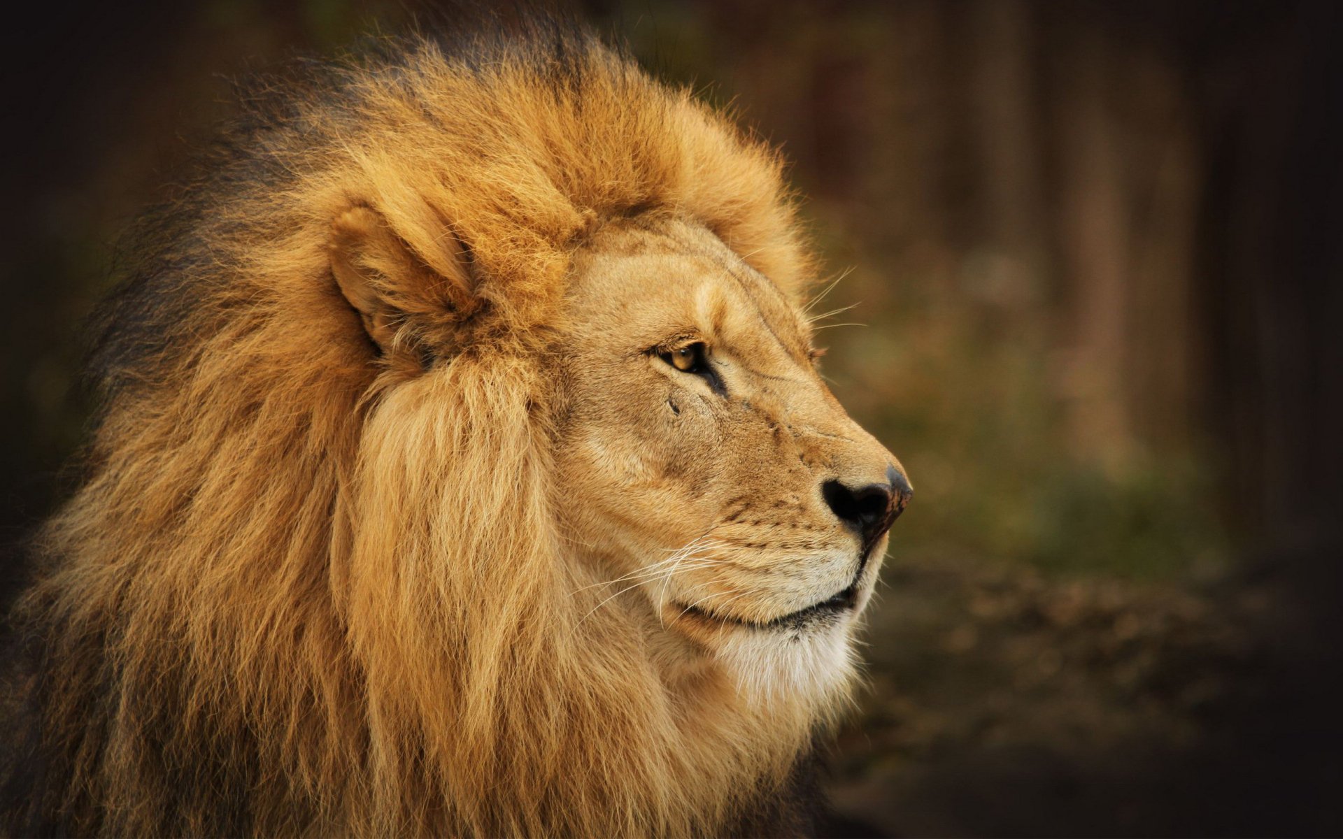 l we wallpaper,león,fauna silvestre,cabello,masai lion,felidae