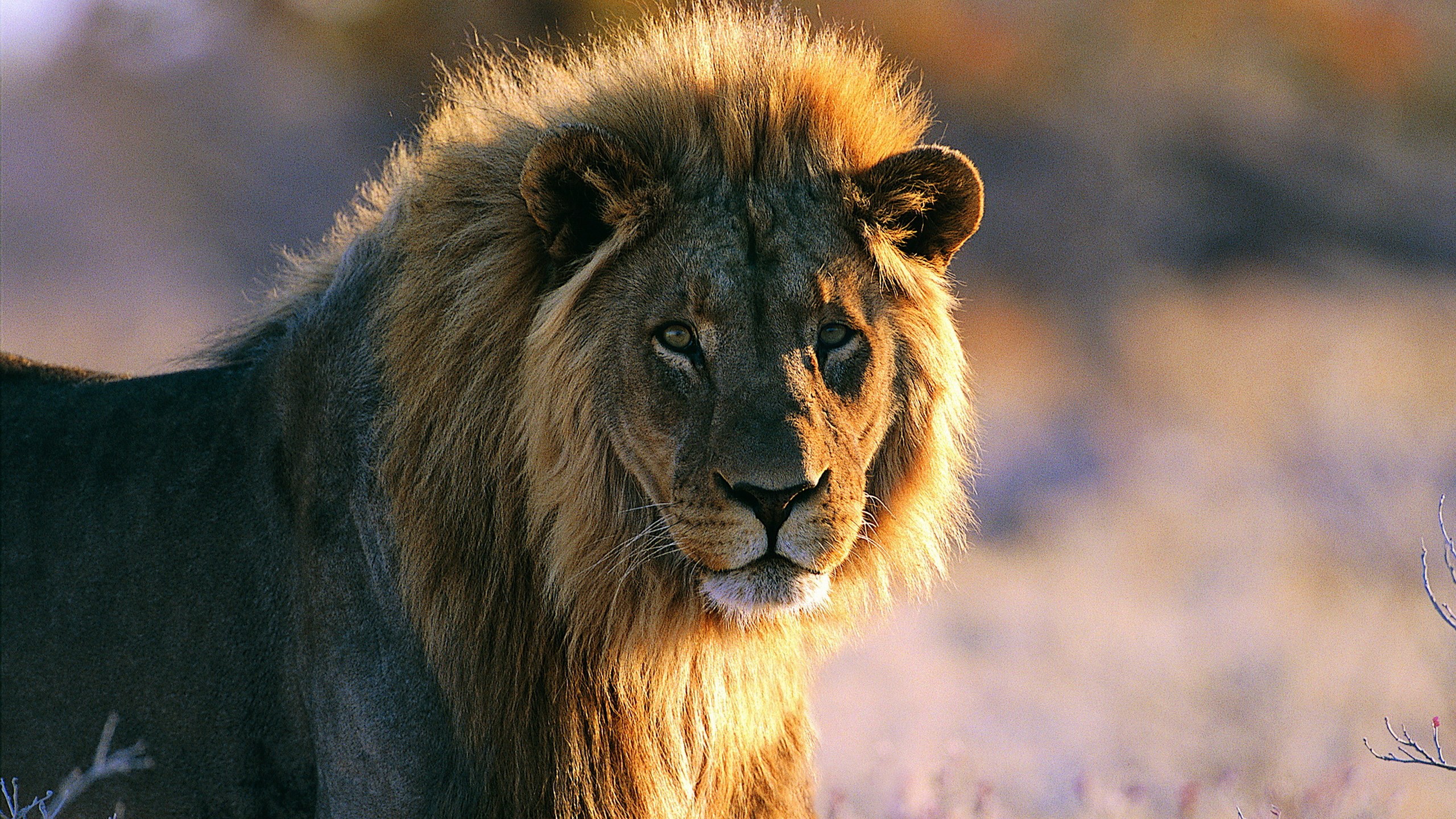 l nous papier peint,faune,lion,cheveux,animal terrestre,lion masai