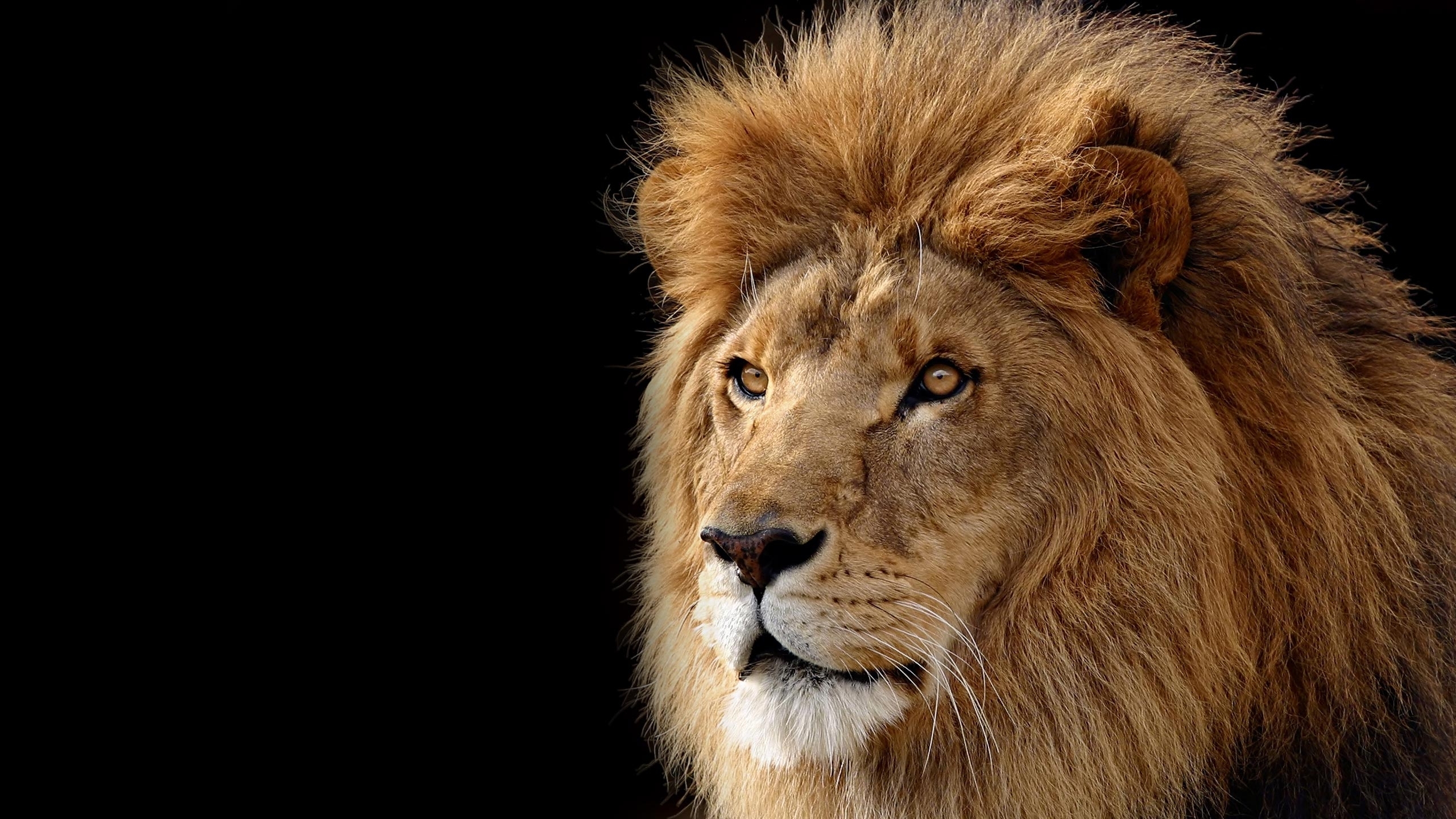 l we wallpaper,león,cabello,fauna silvestre,masai lion,felidae
