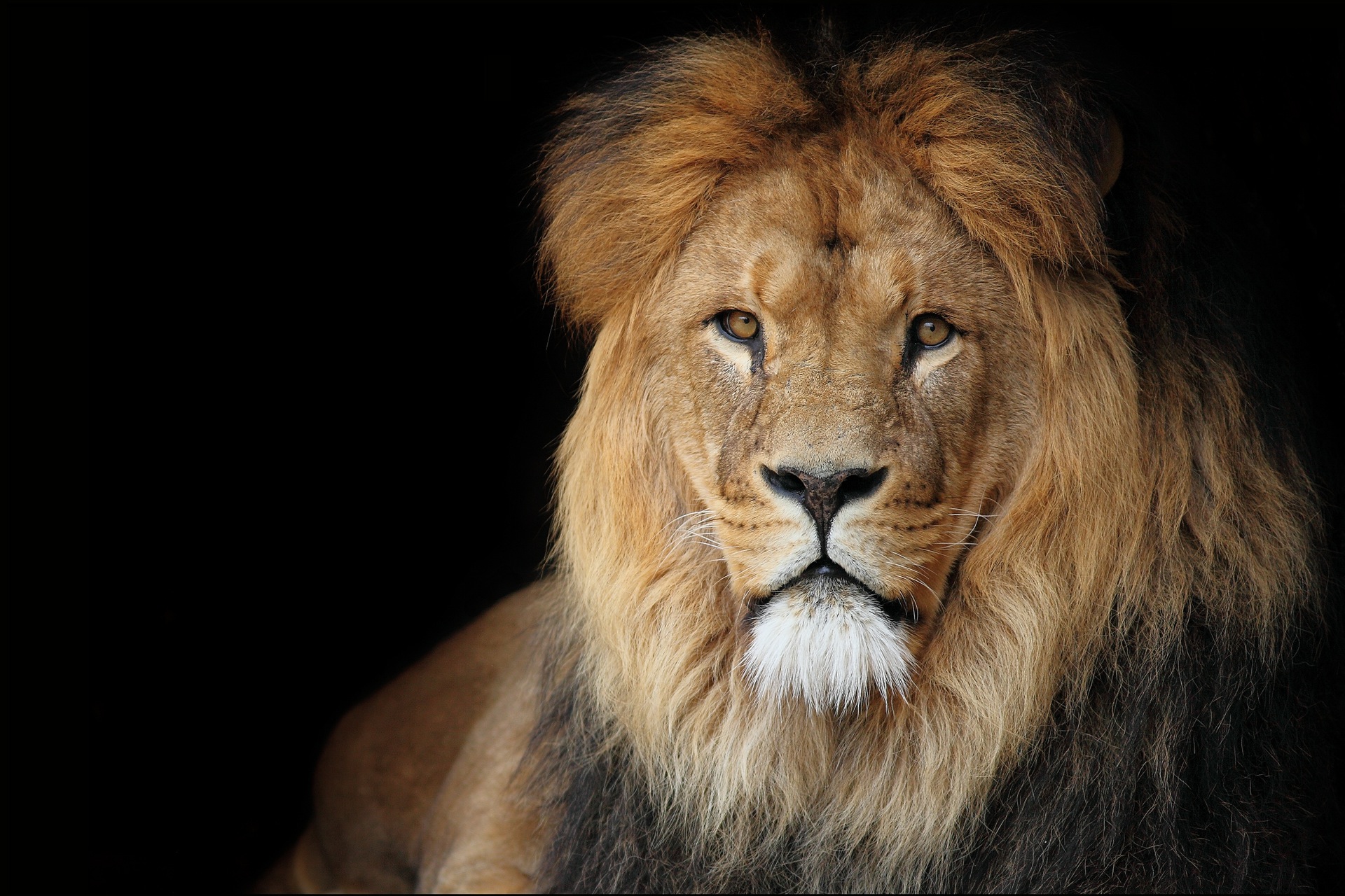 l we wallpaper,león,cabello,fauna silvestre,masai lion,felidae