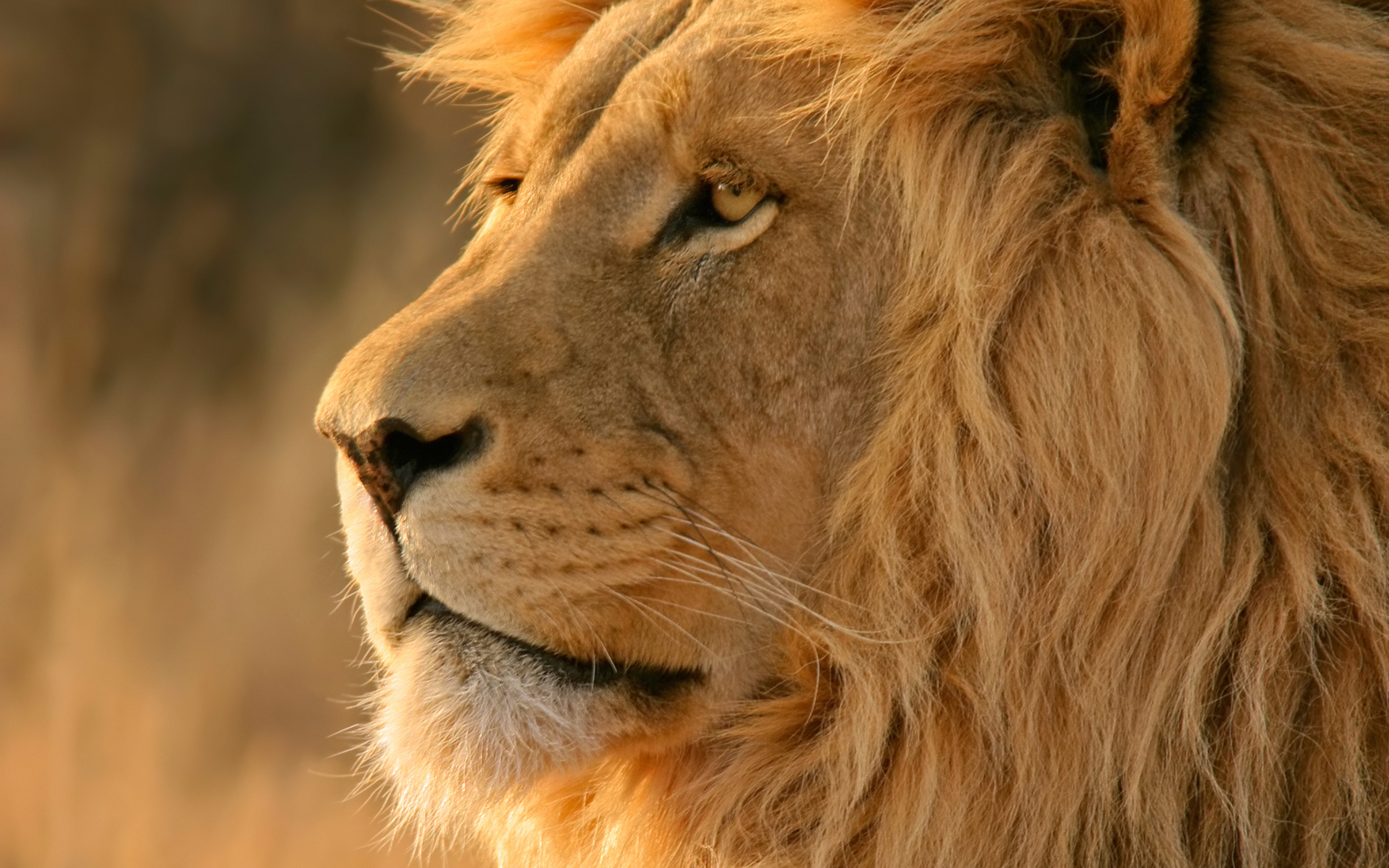 l we wallpaper,león,cabello,fauna silvestre,masai lion,animal terrestre