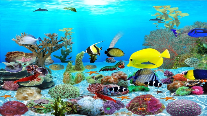 시트 이름 벽지,해양 생물학,산호초 물고기,산호초,수중,암초