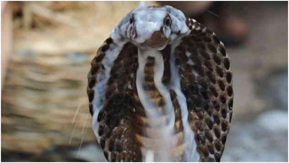 anuj name wallpaper,vertebrate,snake,reptile,cooper's hawk,sharp