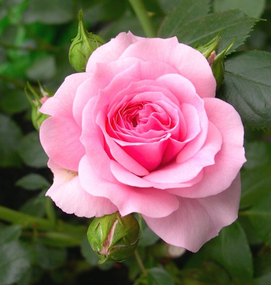 nome sapna love wallpaper,fiore,pianta fiorita,julia child rose,rosa,rose da giardino
