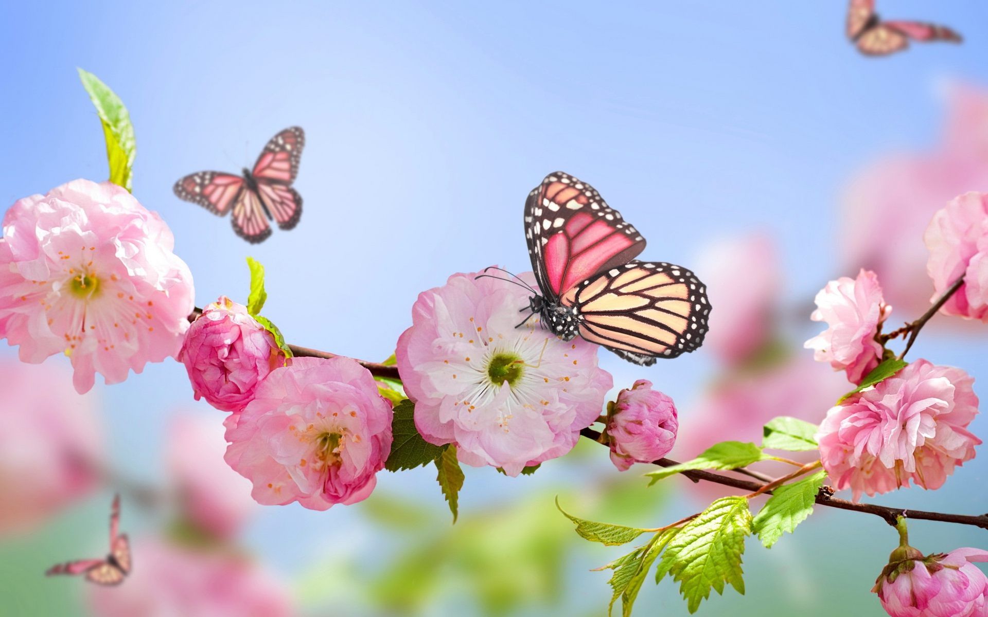 고품질 나비 벽지,나비,곤충,분홍,나방과 나비,봄