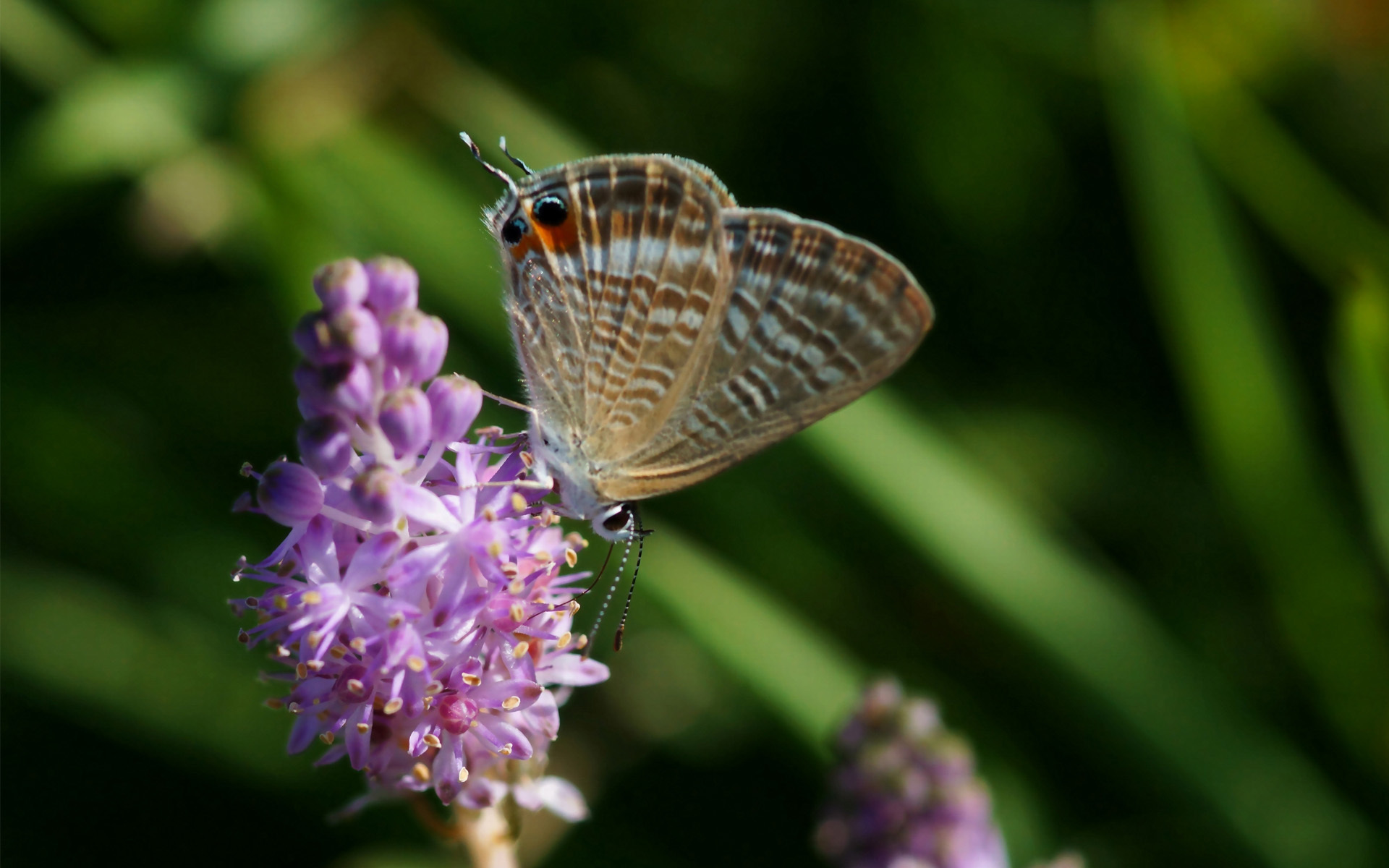 carta da parati farfalla di alta qualità,falene e farfalle,la farfalla,insetto,invertebrato,blu dalla coda lunga