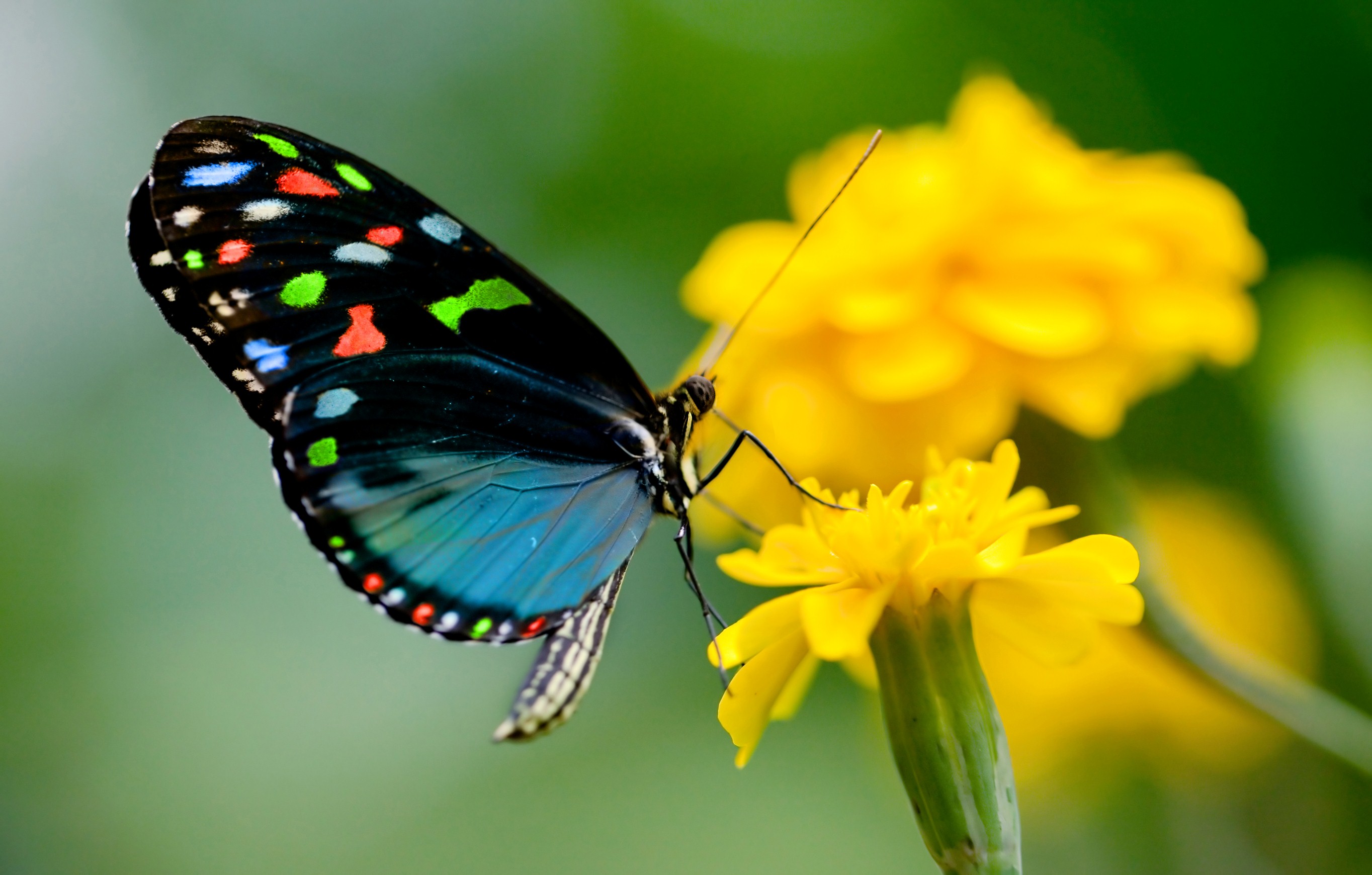 고품질 나비 벽지,나방과 나비,나비,곤충,무척추 동물,푸른