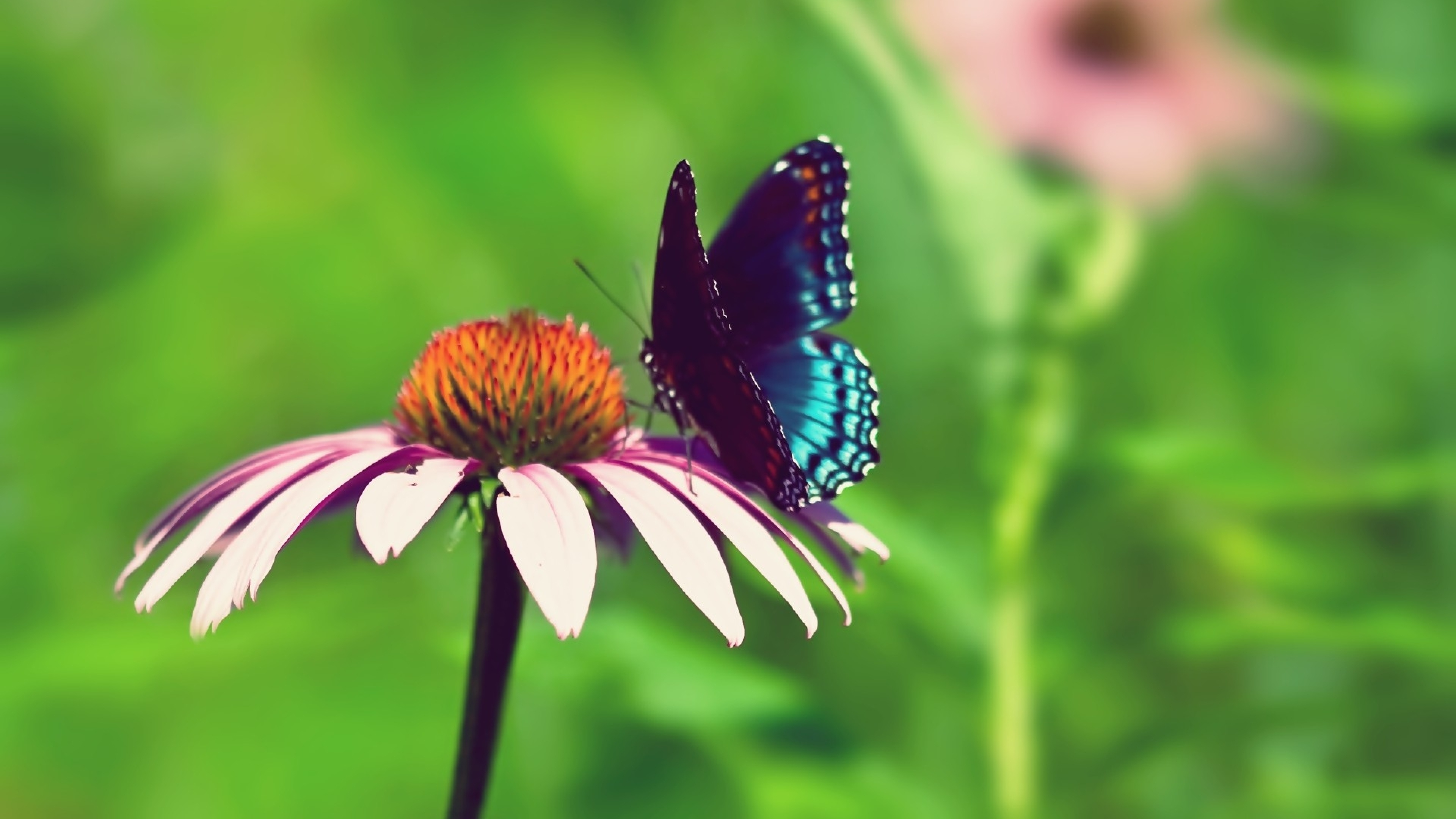 carta da parati farfalla di alta qualità,la farfalla,insetto,falene e farfalle,natura,invertebrato
