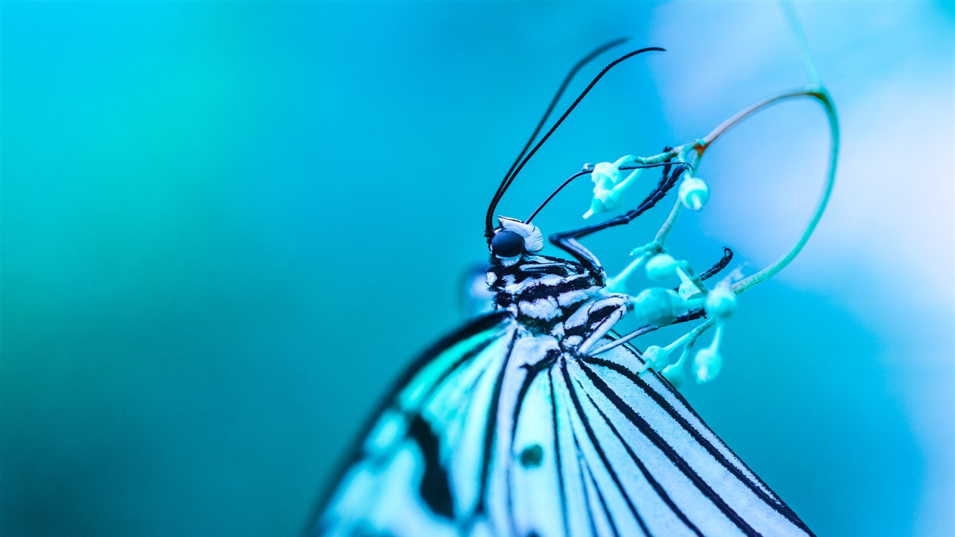 hochwertige schmetterling tapete,blau,insekt,schmetterling,wasser,aqua