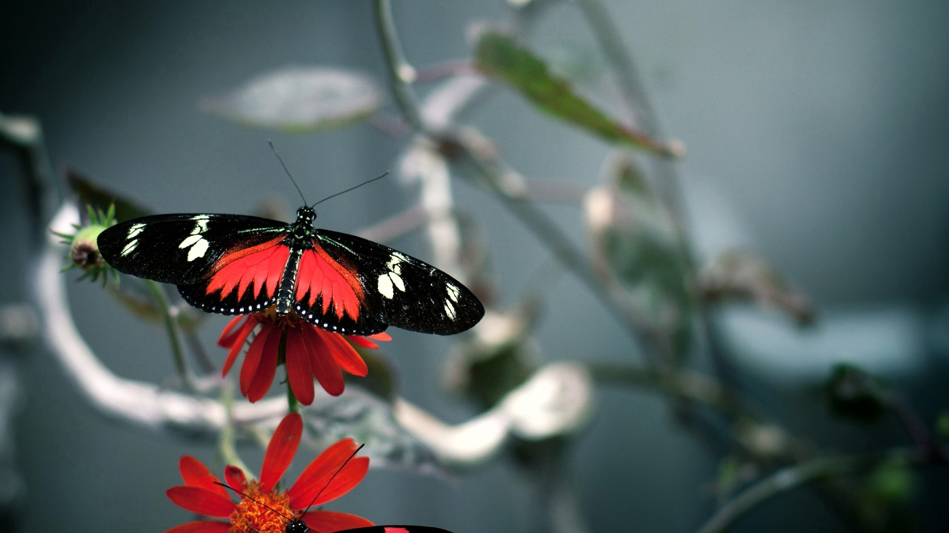 carta da parati farfalla di alta qualità,la farfalla,insetto,falene e farfalle,invertebrato,macrofotografia