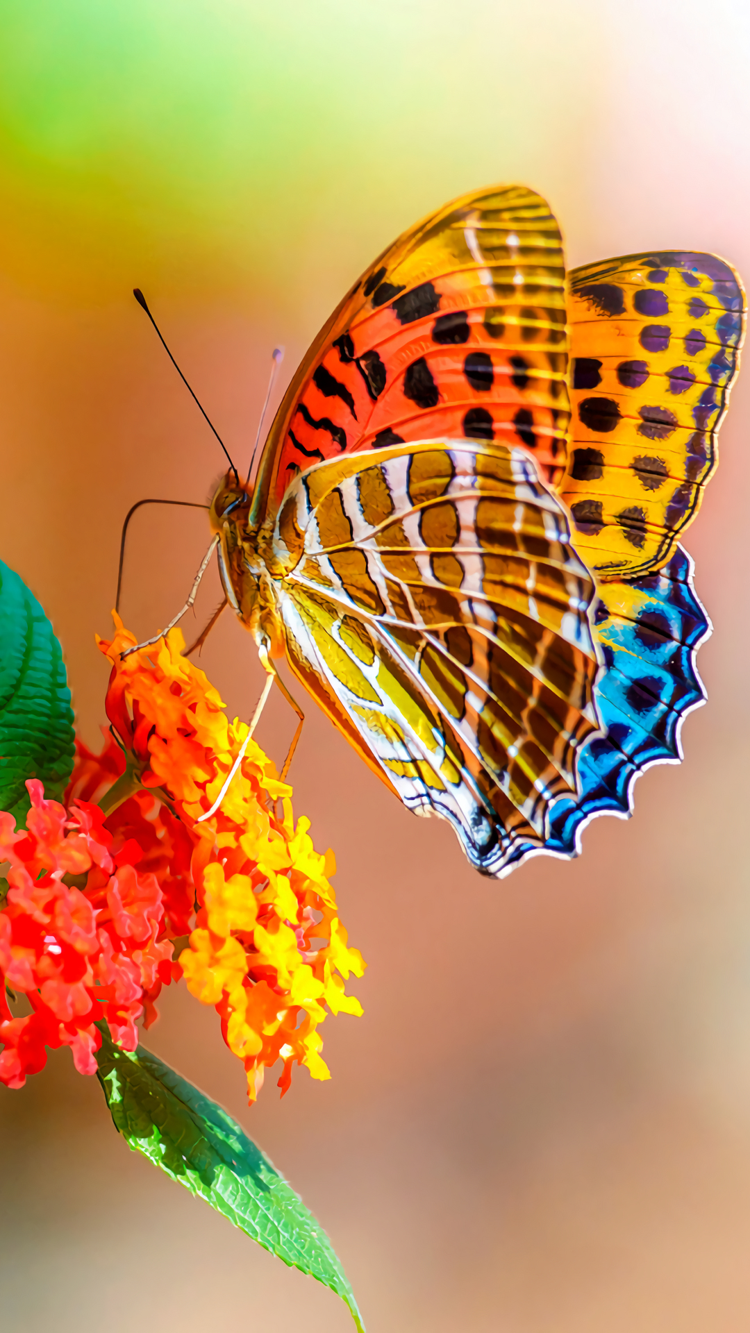 高品質の蝶の壁紙,蛾と蝶,バタフライ,シンシア亜属,昆虫,ブラシ足蝶