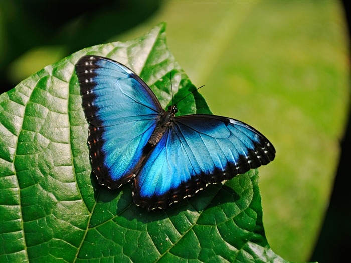 高品質の蝶の壁紙,蛾と蝶,バタフライ,昆虫,無脊椎動物,青い