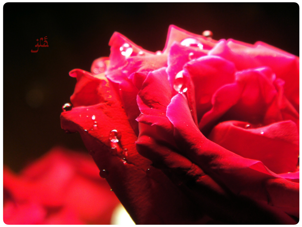 bhs wallpaper,petal,red,garden roses,flower,pink