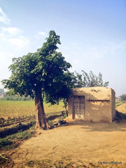 punjabi mutiyar wallpapers,arbre,zone rurale,plante ligneuse,plante,terrain