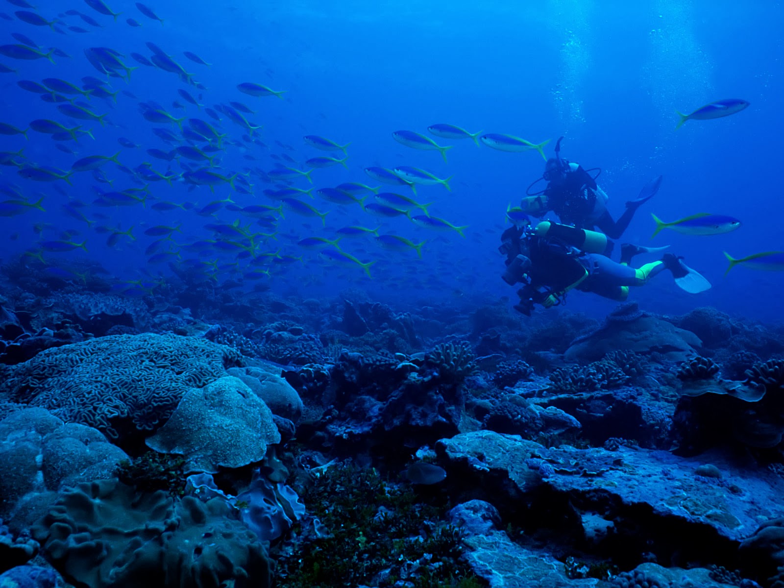 tiefseetapete,unter wasser,meeresbiologie,riff,blau,wasser