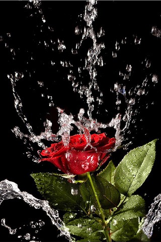 fondo de pantalla de sm name,agua,rojo,soltar,rocío,flor