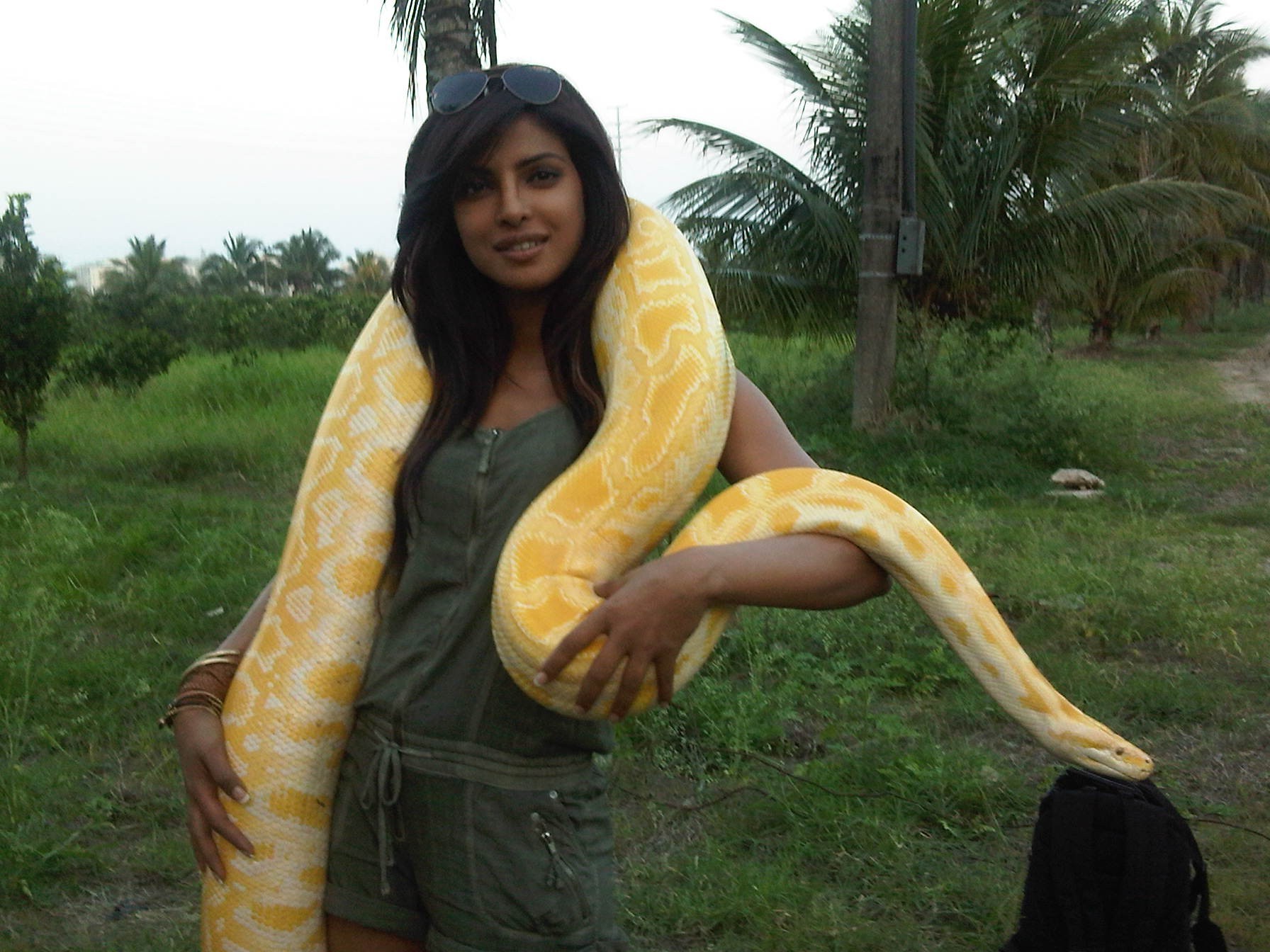 priyanka nom fond d'écran 3d,python birman,python,famille python,boa constrictor,serpent