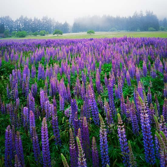 i love you suman name wallpaper,flower,flowering plant,lupin,lavender,plant