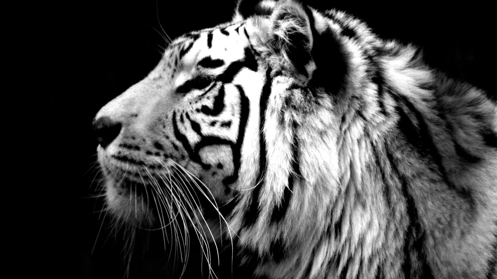 je t'aime fond d'écran du nom suman,tigre,faune,tigre du bengale,tigre de sibérie,félidés