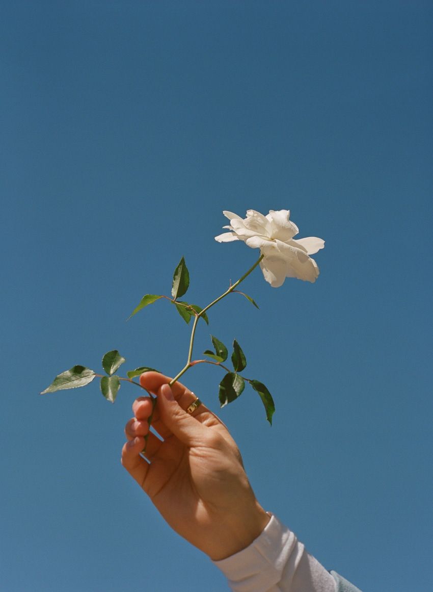 nombre de fondo profundo,flor,cielo,planta,mano,hoja