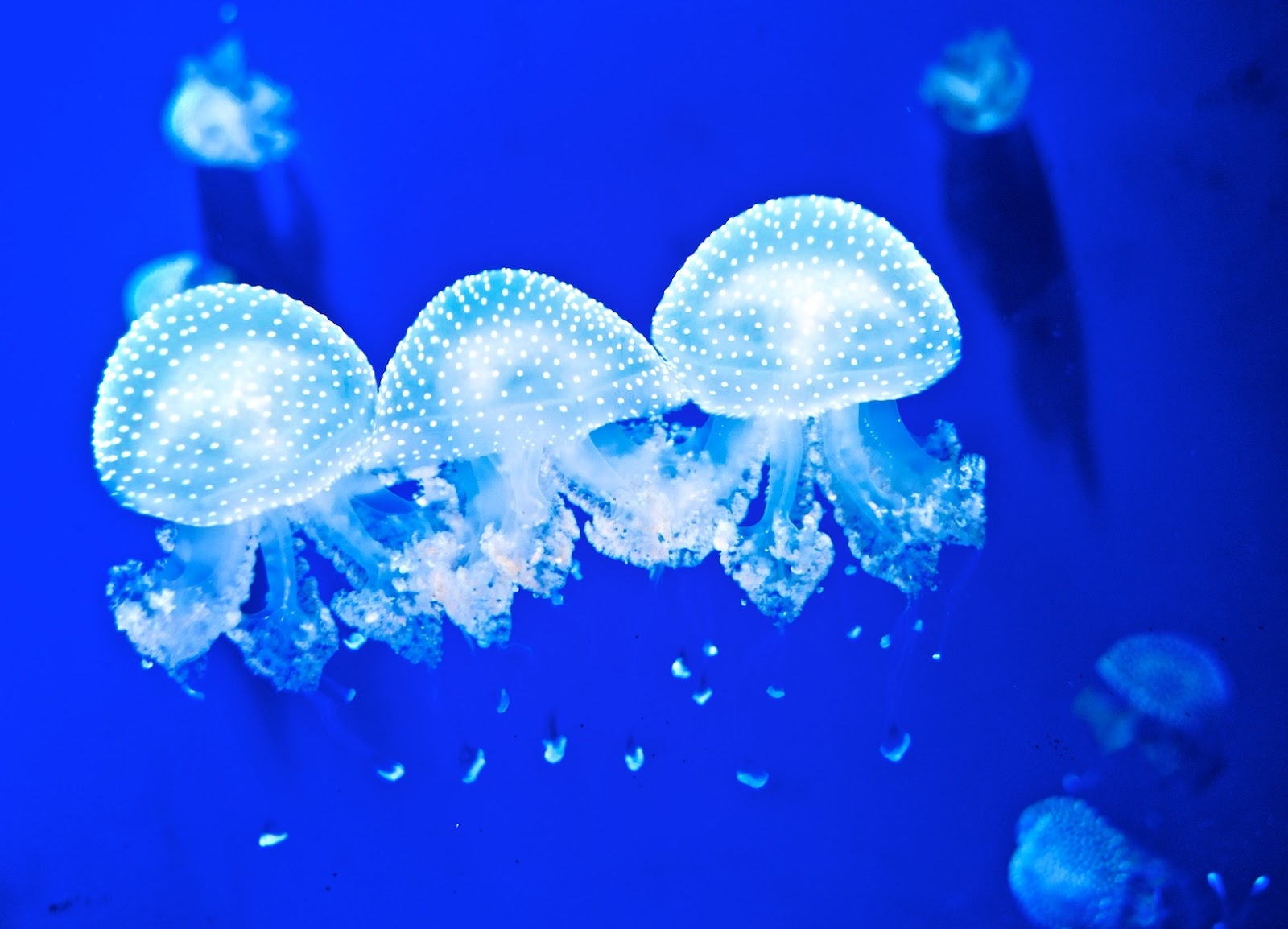 fond d'écran nom profond,méduse,bleu,l'eau,biologie marine,cnidaria