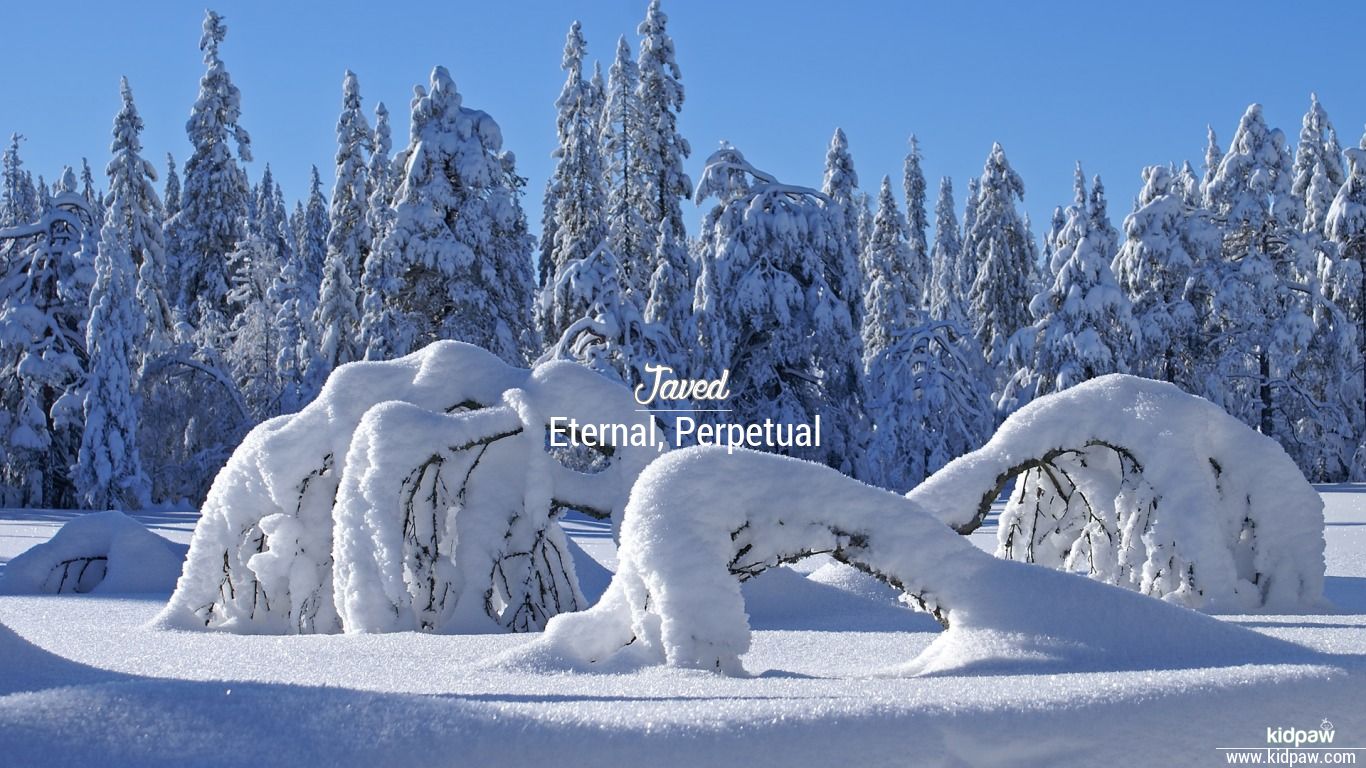 fondo de pantalla de nombre javed,nieve,invierno,congelación,árbol,hielo