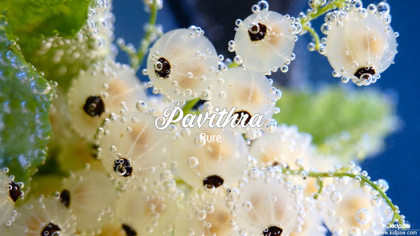 pavithra name wallpaper,flower,plant,water,organism,dew