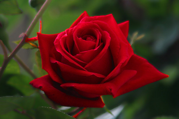 fond d'écran nom mani,fleur,roses de jardin,plante à fleurs,rouge,pétale