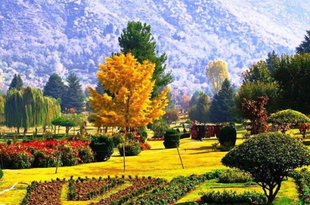 neelam name wallpaper,natural landscape,nature,tree,botanical garden,biome