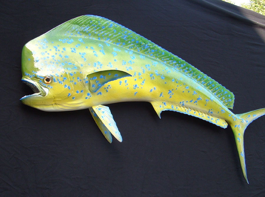 mahi name wallpaper,fin,yellow,fish,fish,dolphin