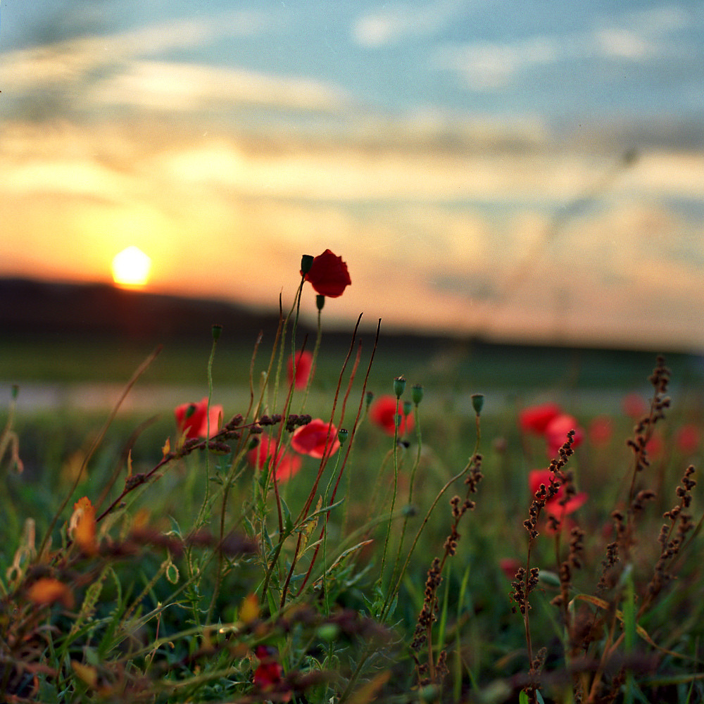 自然壁紙tumblr,自然,自然の風景,空,花,赤