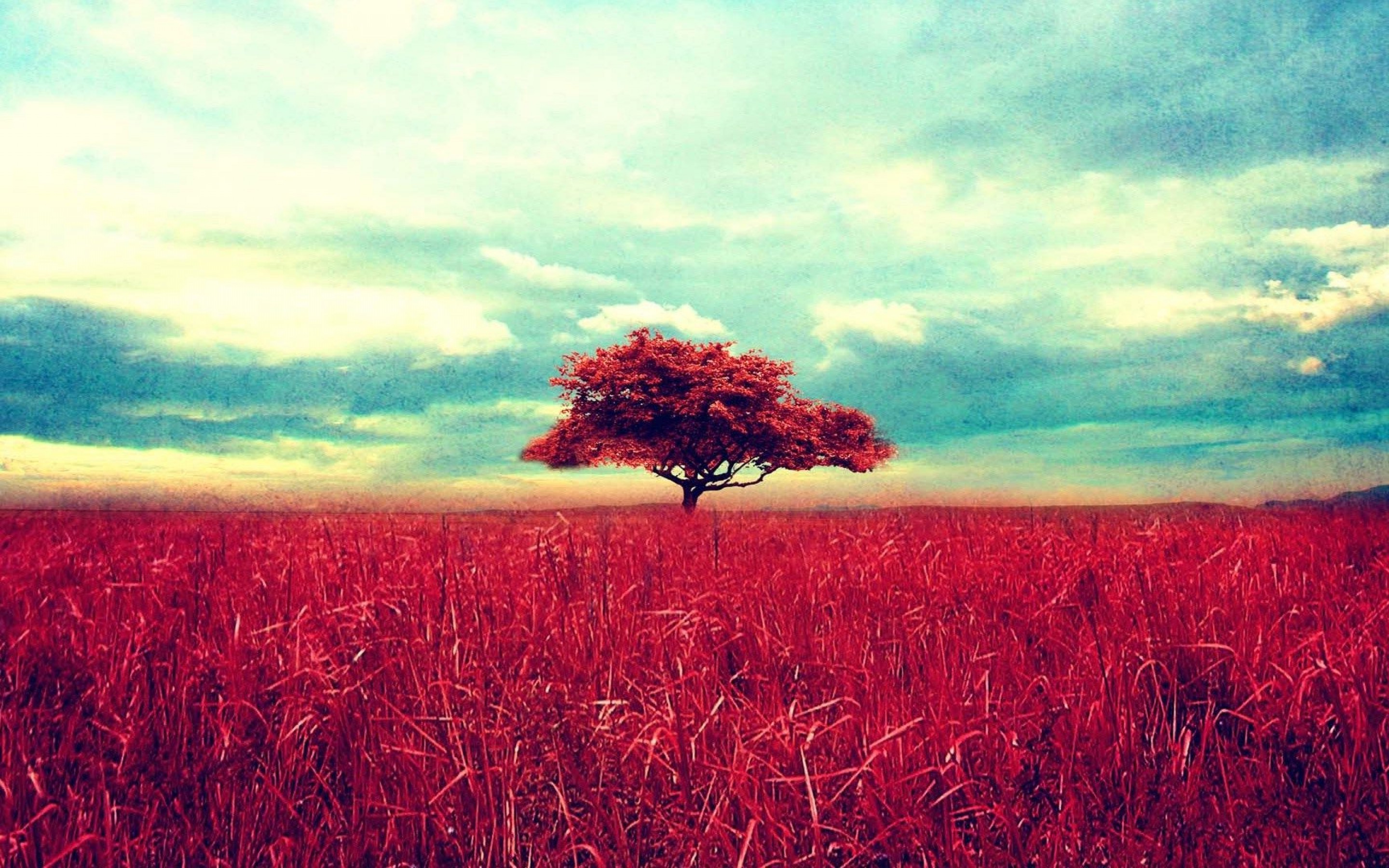 papier peint nature tumblr,ciel,paysage naturel,la nature,rouge,arbre