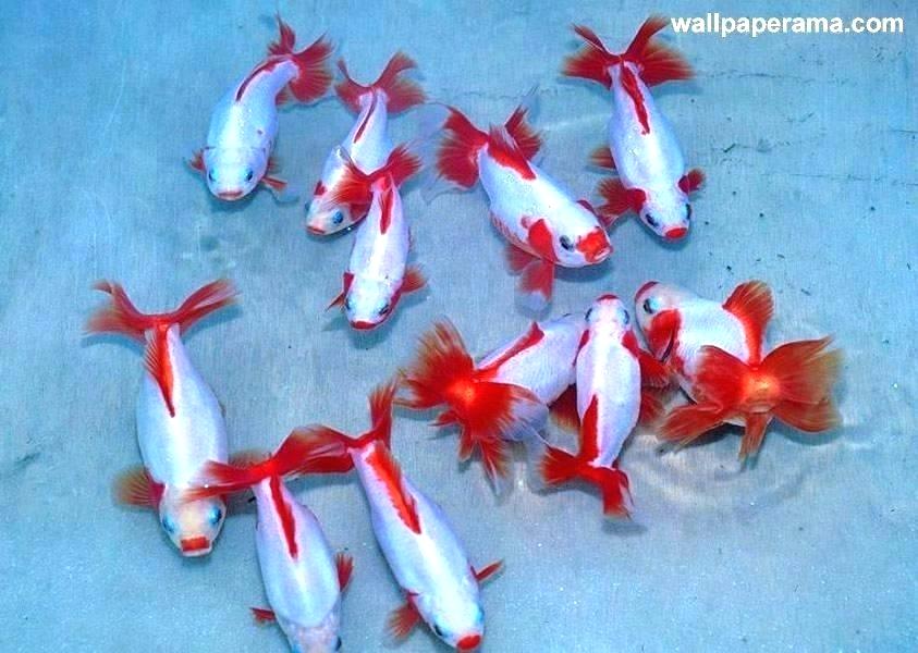 accha sa wallpaper,koi,fish,organism,tail,fish