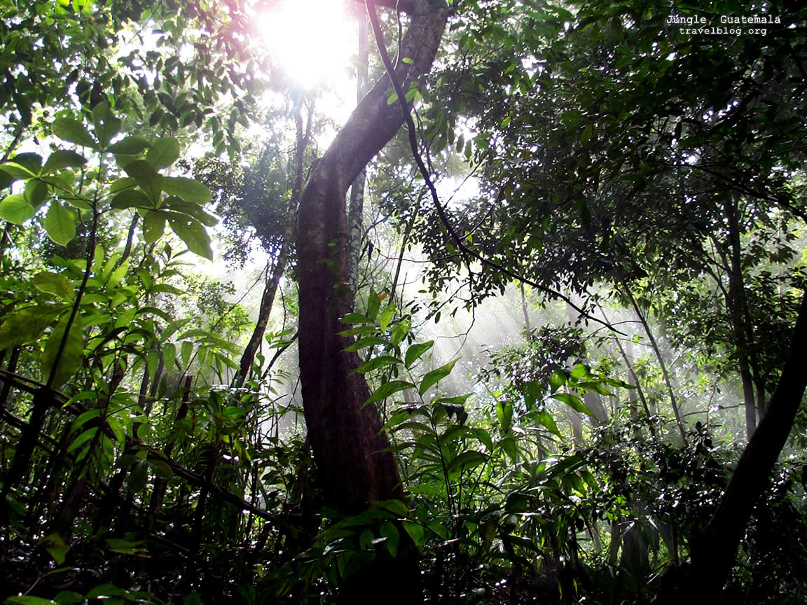 fondo de pantalla de nombre zubair,árbol,bosque,naturaleza,selva,selva
